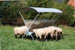 Hooiruif schapen