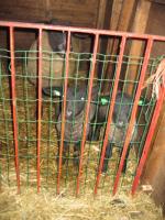 Suffolk-ooi met lammeren