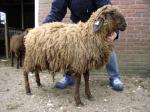 Bergschaap ram