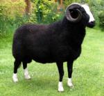 Balwen Welsh Mountain schapen
